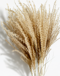 Close-up view of fluffy natural beige Miscanthus plumes showing soft feathery texture.
