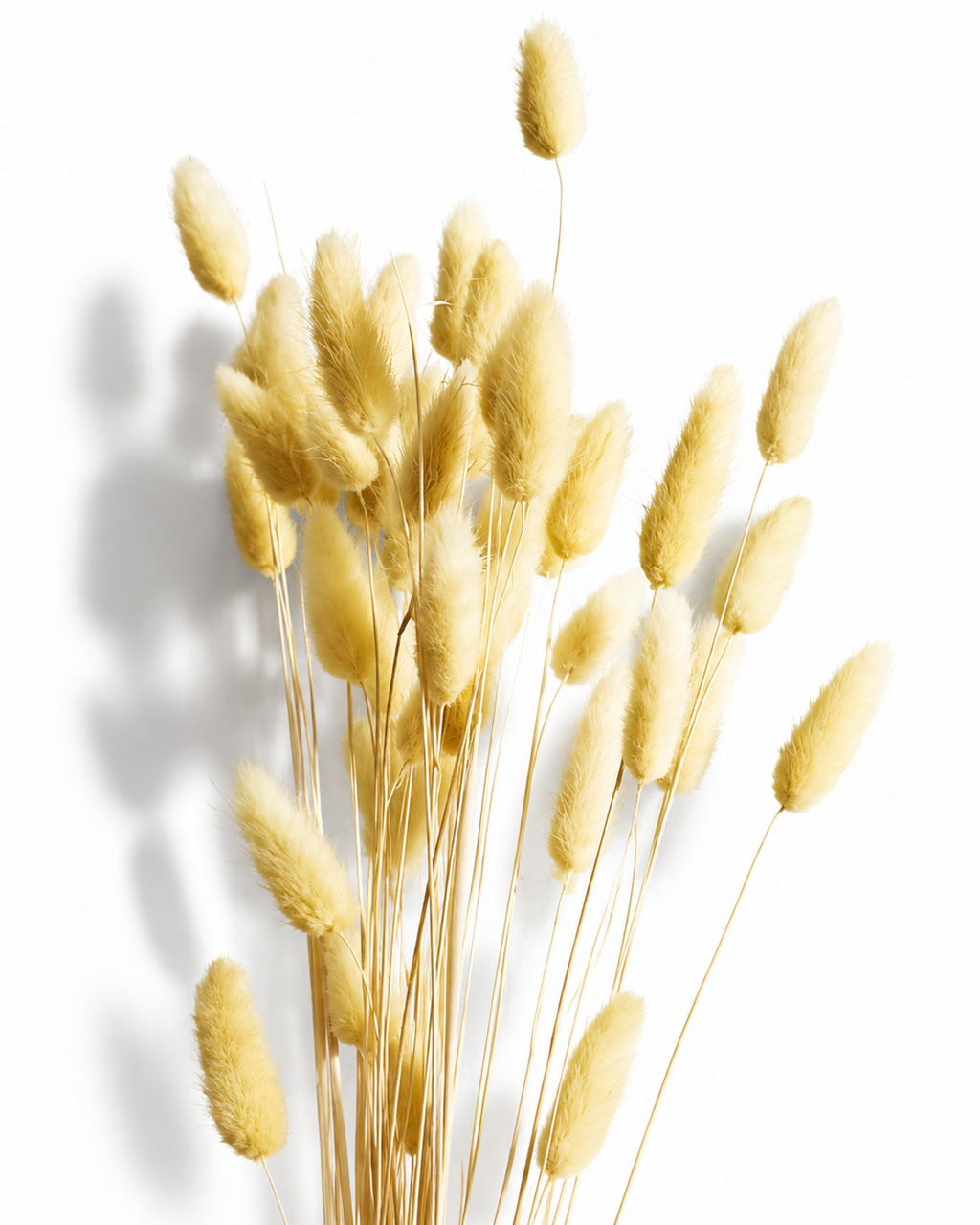 A close arrangement of preserved pale yellow Lagurus ovatus stems displaying soft velvety texture against a clean white studio setting.
