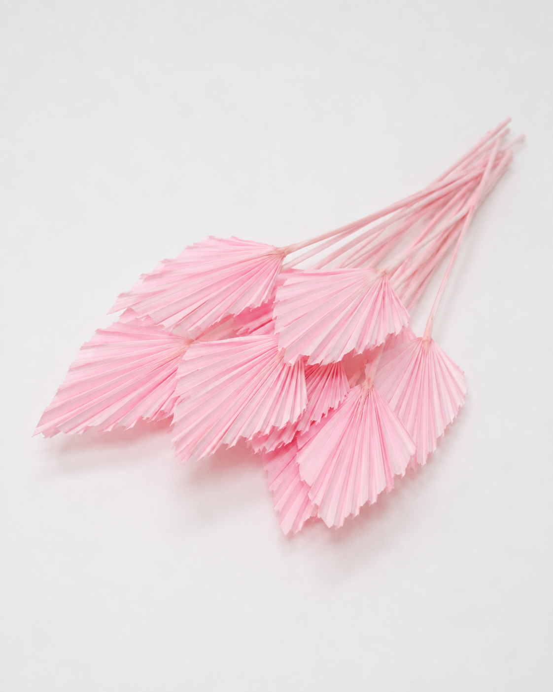 Dried Palm spear Light pink