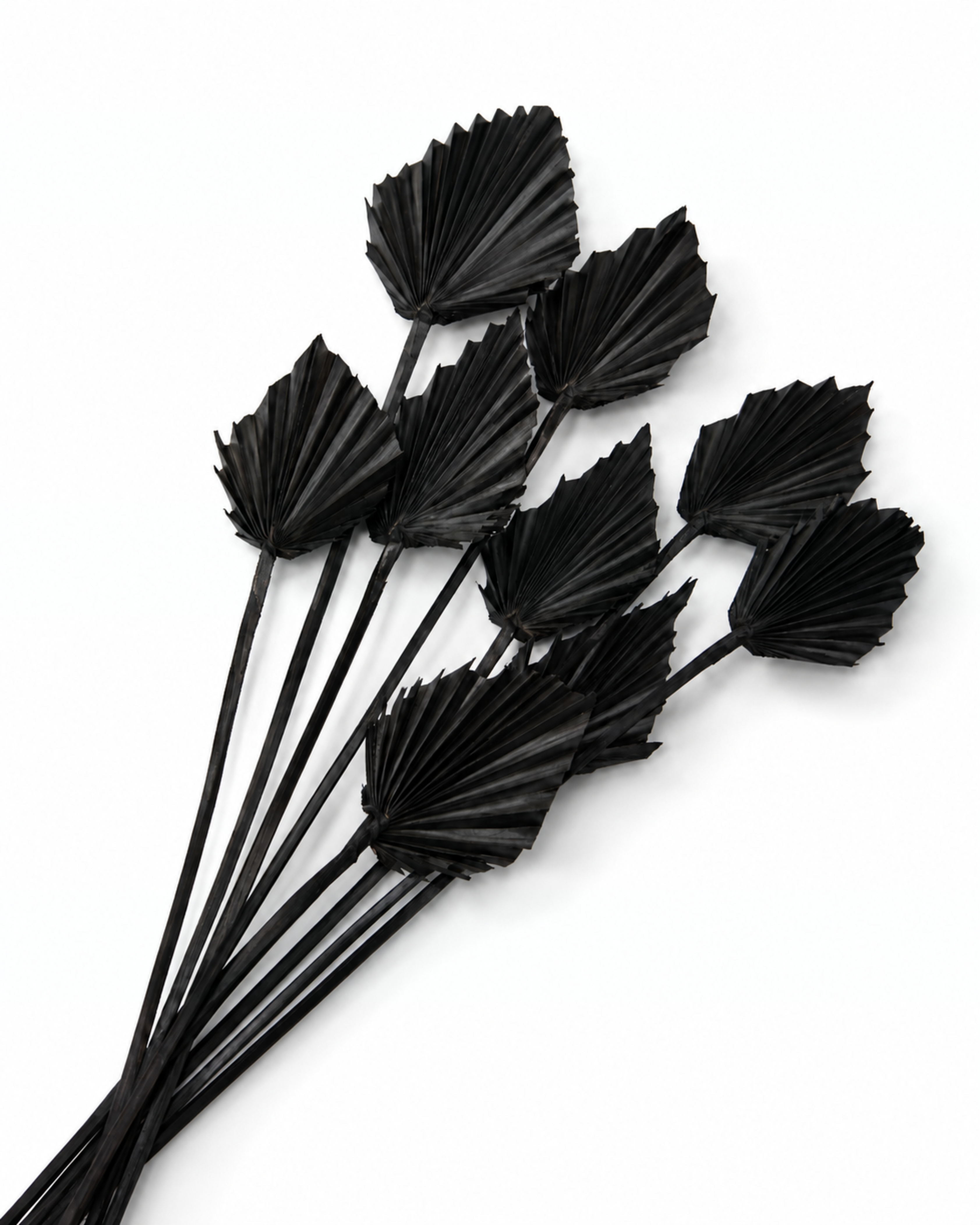 Black Dried Palm Spear Leaves