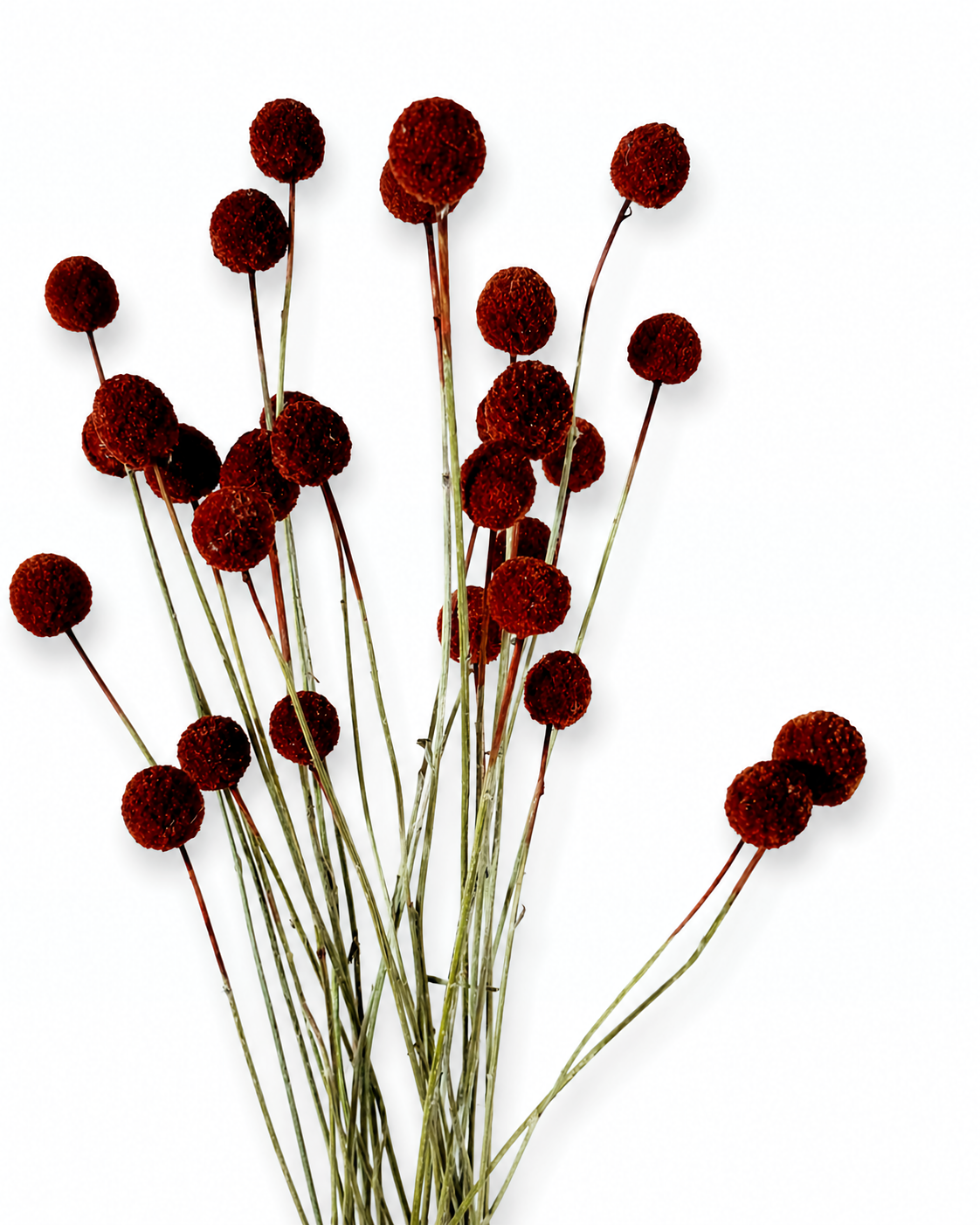 Bundle of dried dark red Craspedia stems showing spherical burgundy Billy Button flower heads.
