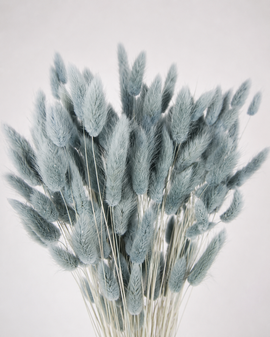 Blue grey Bunny Tail Grass