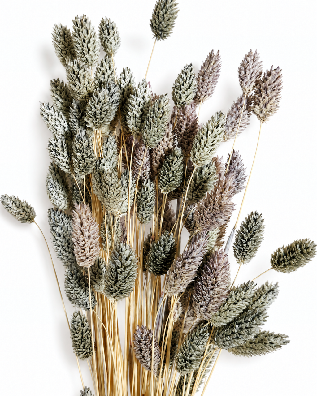 Full bundle of 50-stem natural grey and lavender dried Phalaris canary grass stems displayed vertically on a white background.
