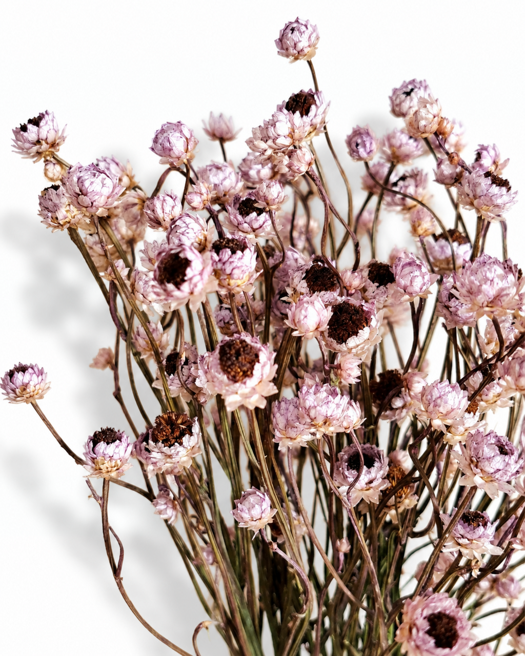 Close-up texture view of dusty lavender Ammobium flower heads with dark brown centers.
