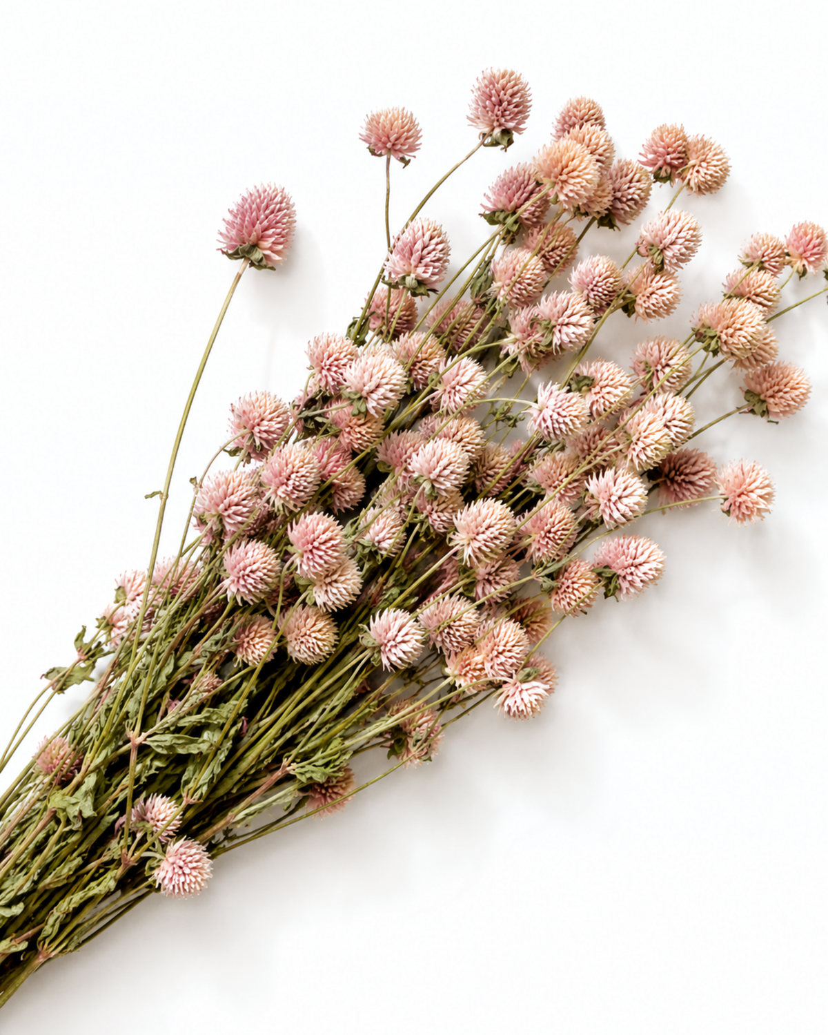 Preserved Pink Gomphrena Bouquet 35-40cm - Soft Blush Dried Globe Amaranth