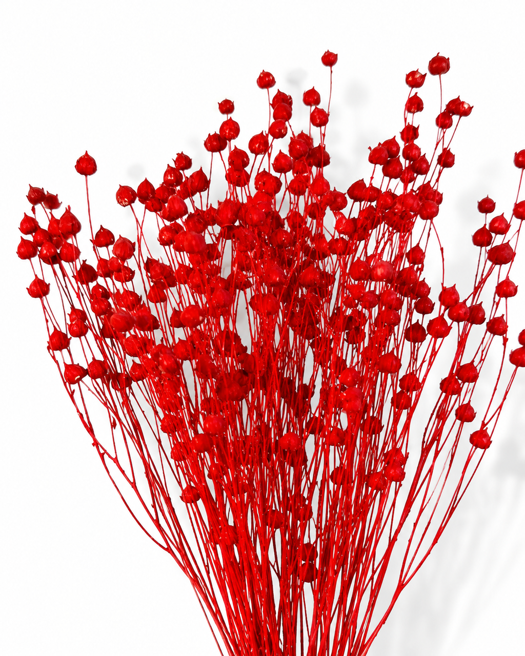 Bright Red Dried Flax Stems