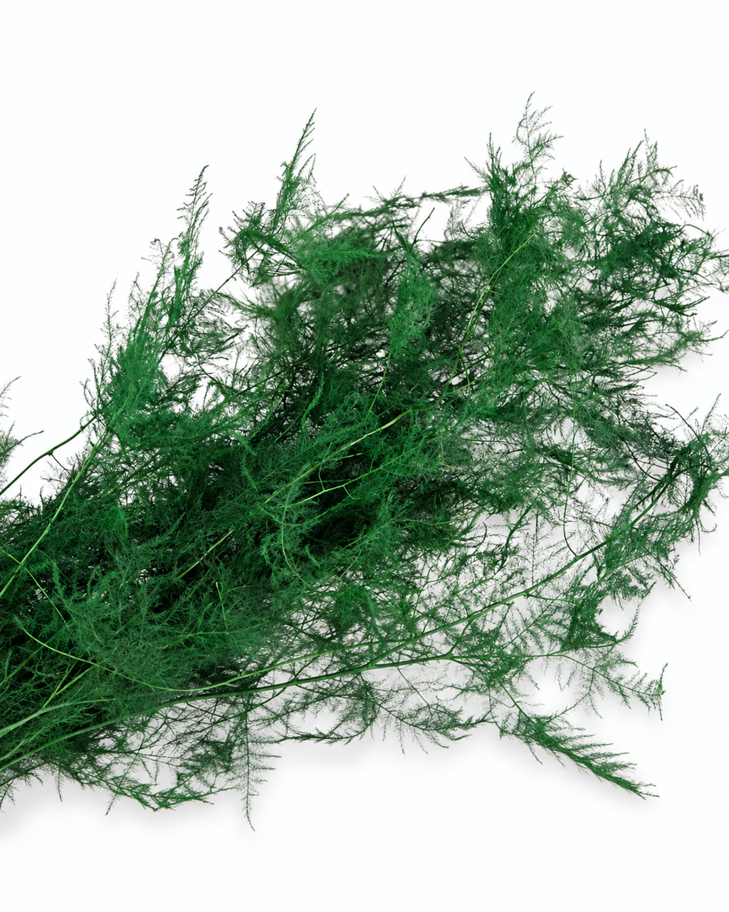 Soft feathery branches of natural preserved green plumosus fern.
