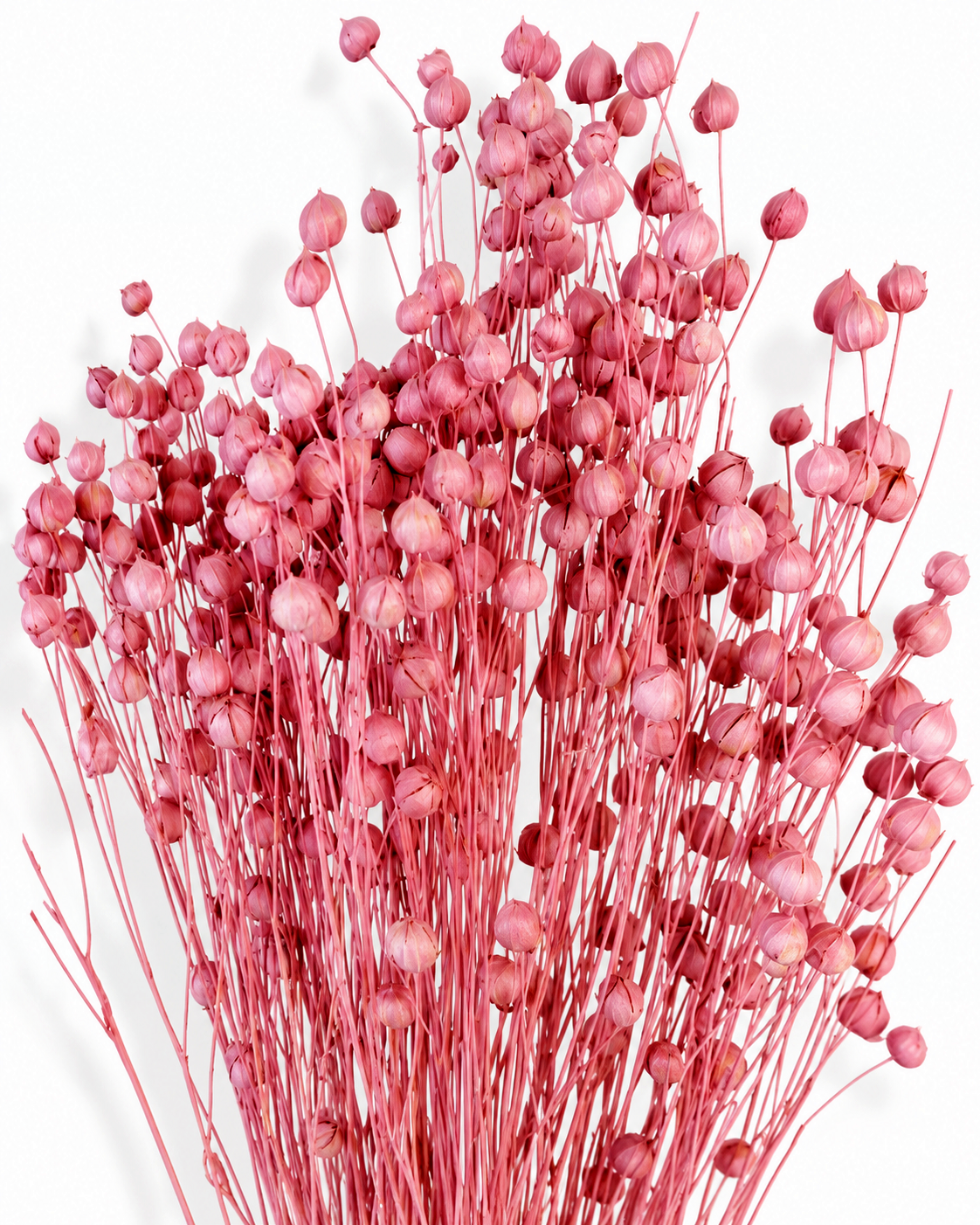 Pink Dyed Flax Stems