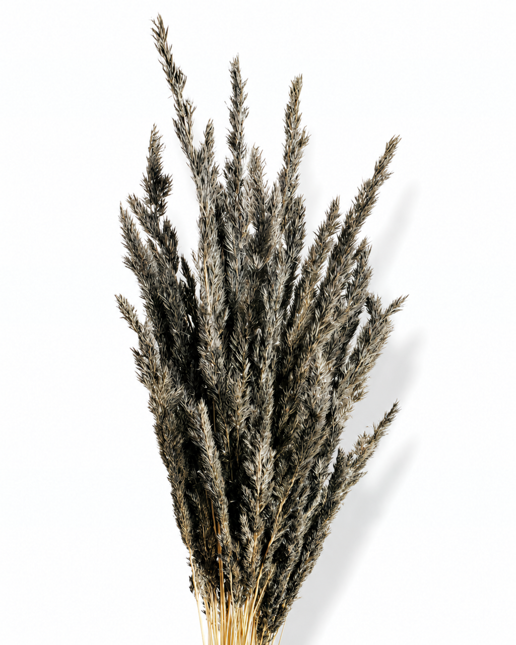 Full-length photograph of a 50-stem bundle of preserved black Calamagrostis grass arranged fan-style against a plain white studio background.
