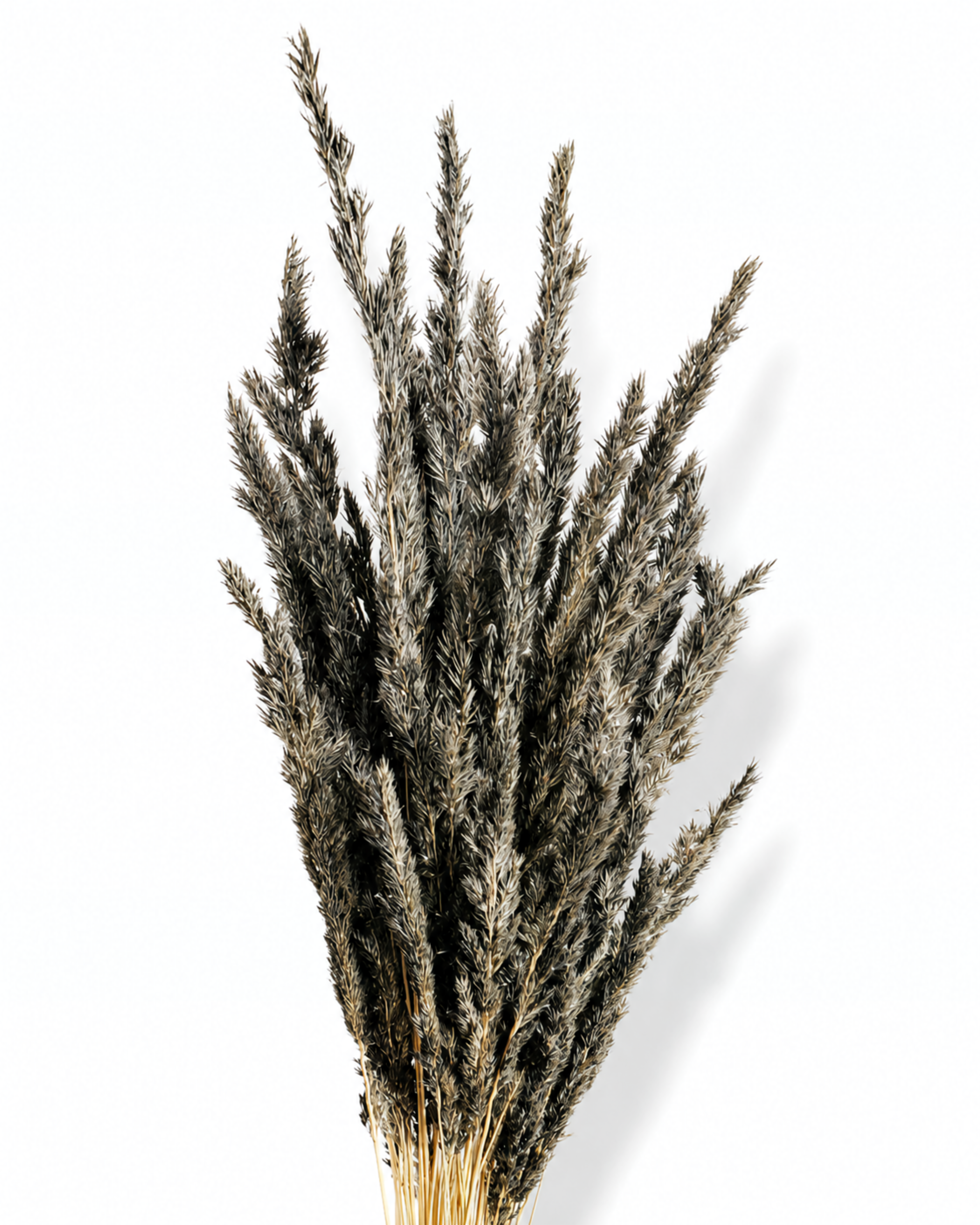 Full-length photograph of a 50-stem bundle of preserved black Calamagrostis grass arranged fan-style against a plain white studio background.
