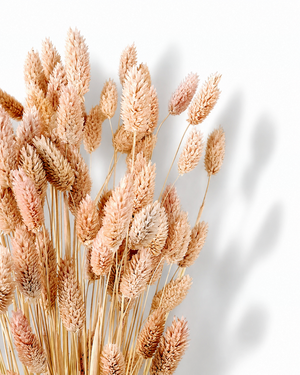 Preserved pale peach Phalaris canariensis seed heads arranged in a bouquet with soft shadows on a plain white setting.
