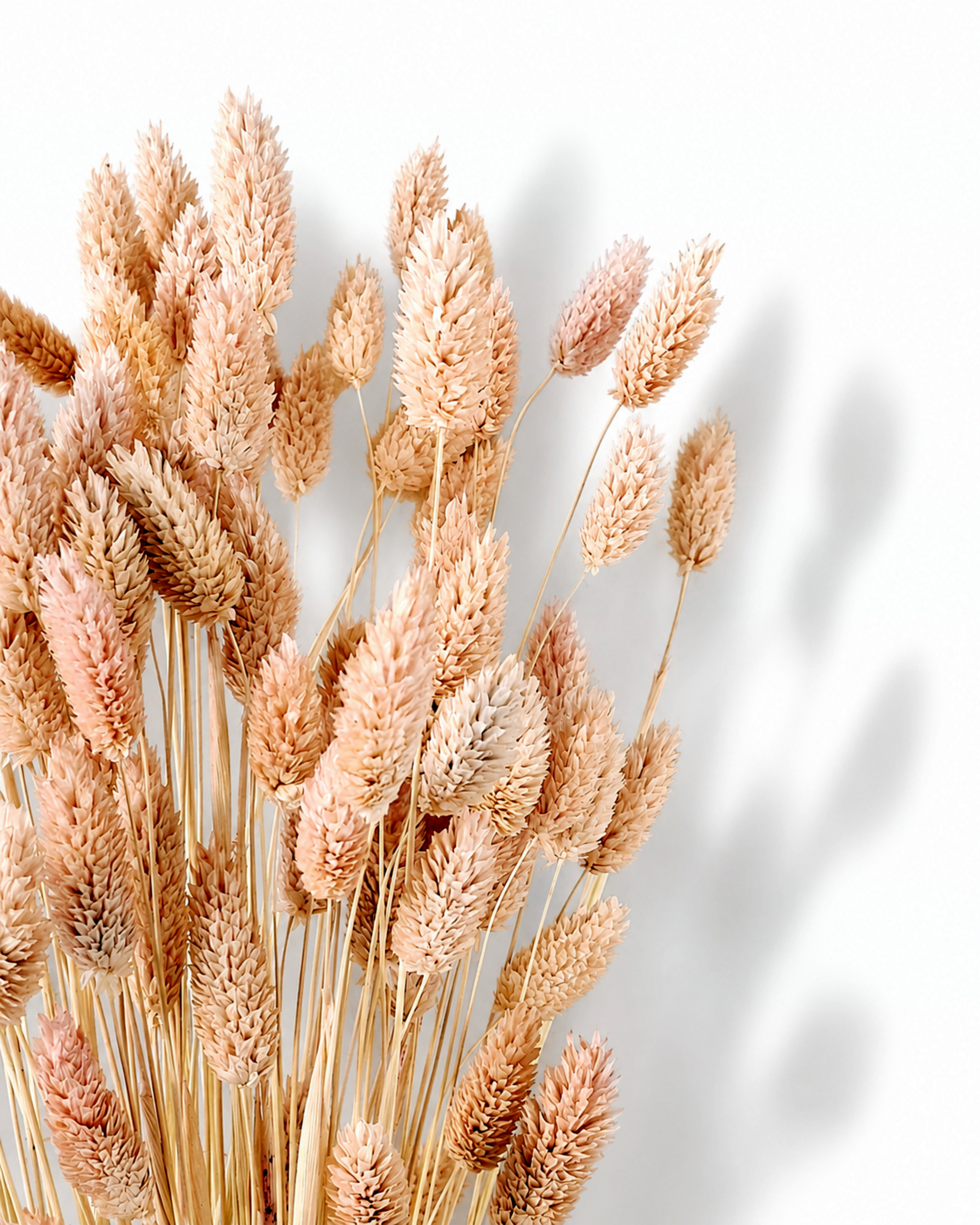 Preserved pale peach Phalaris canariensis seed heads arranged in a bouquet with soft shadows on a plain white setting.
