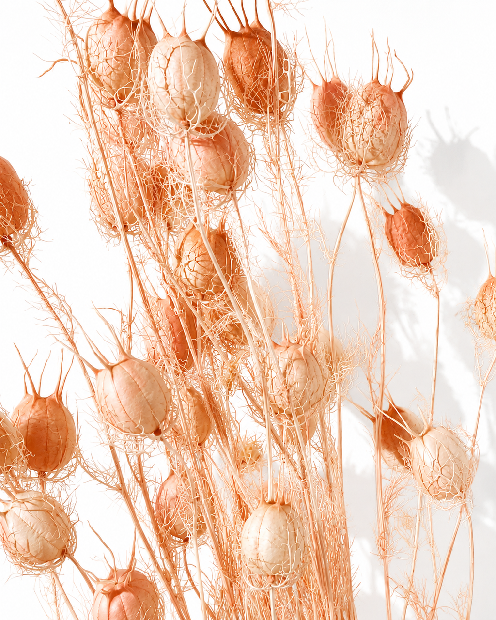 Close-up of balloon-shaped dried blush pink Nigella seed pods showing delicate lacy details.
