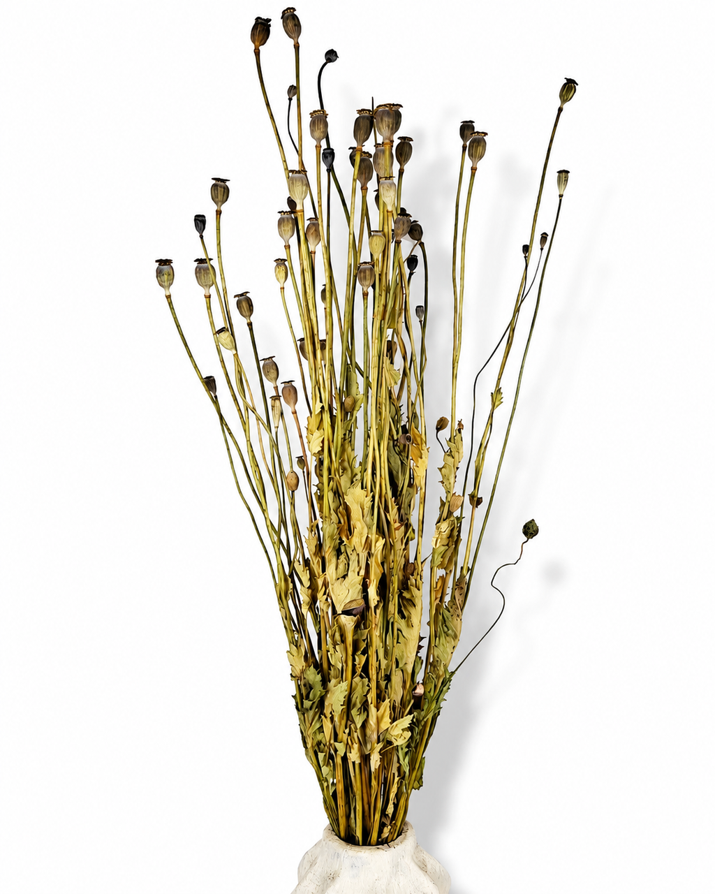 Natural Dried Poppy Bouquet