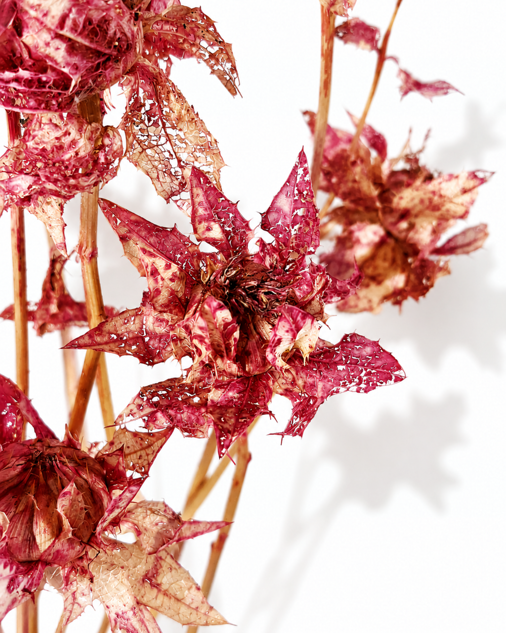 Red Safflower Stems
