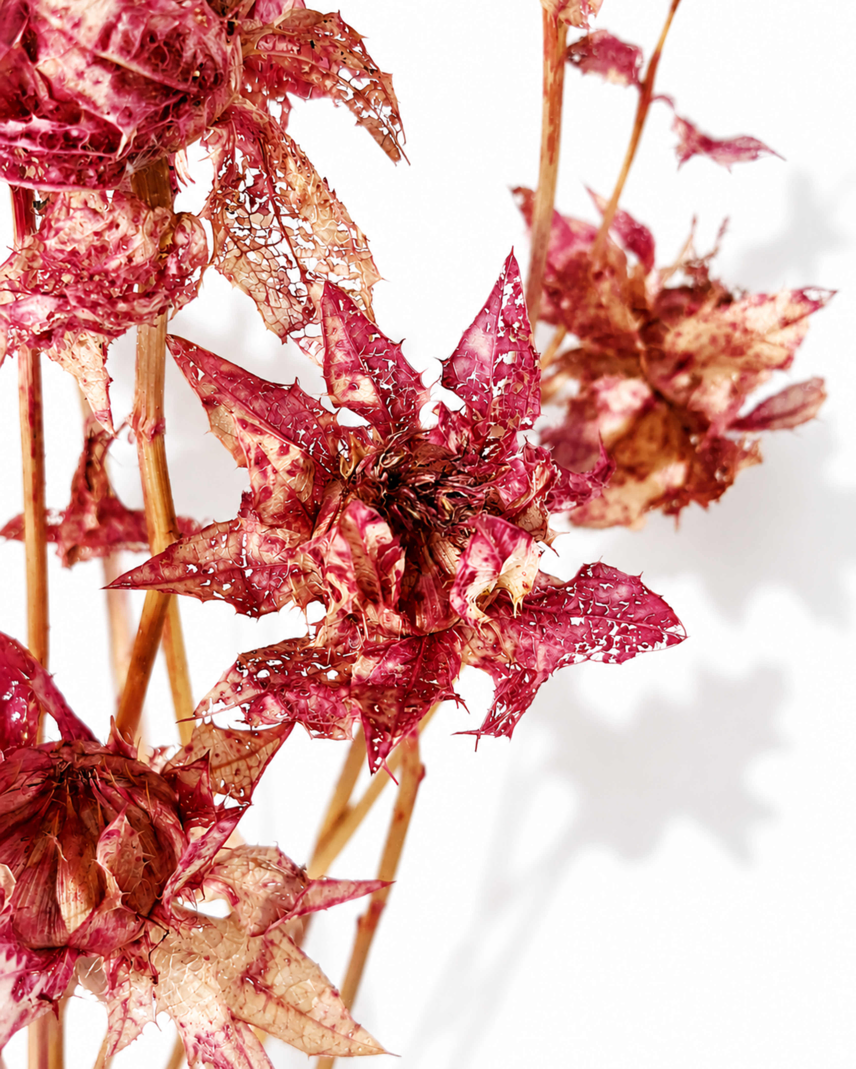 Red Safflower Stems