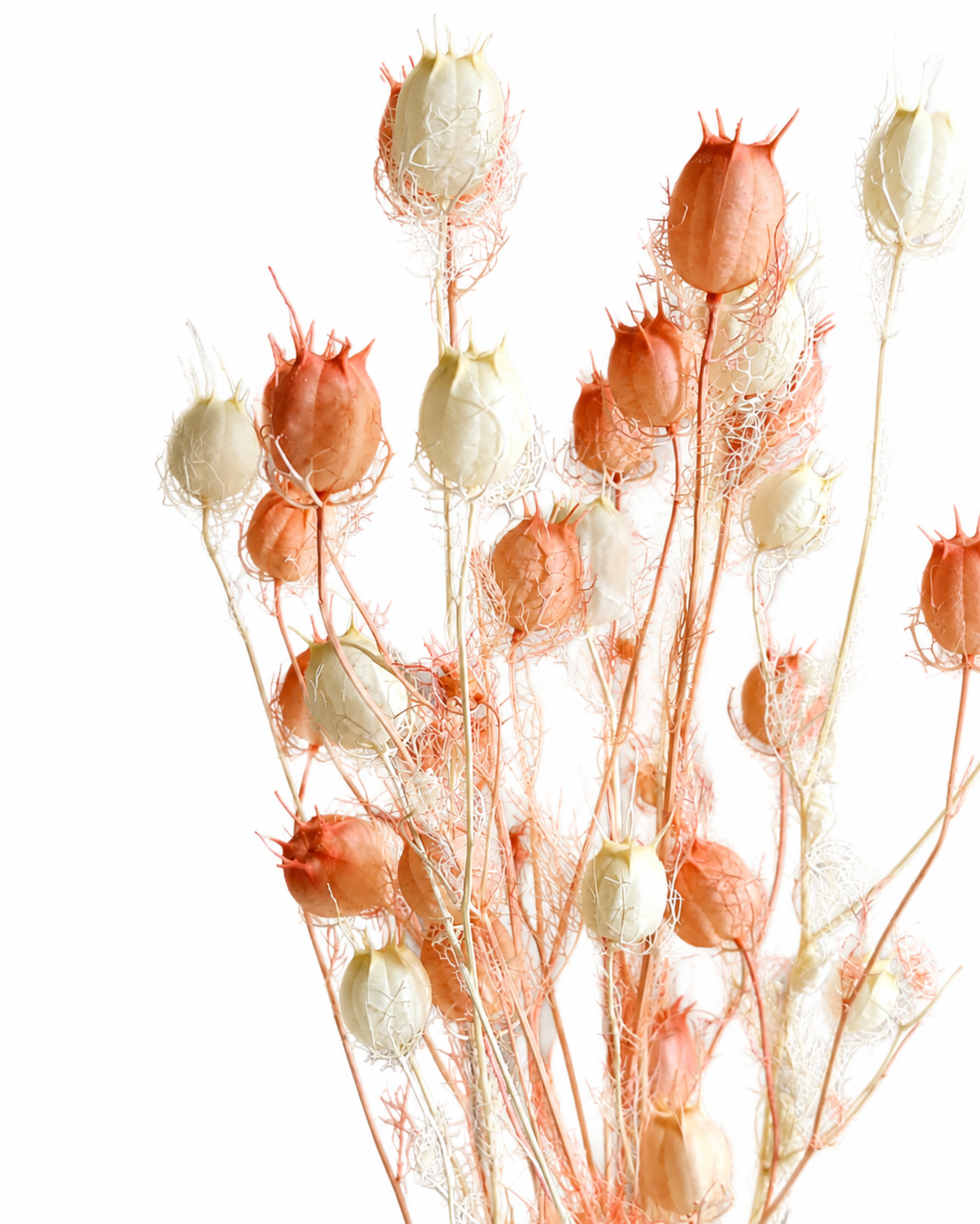 Close-up of soft white and blush pink preserved Nigella seed pods on flexible stems.
