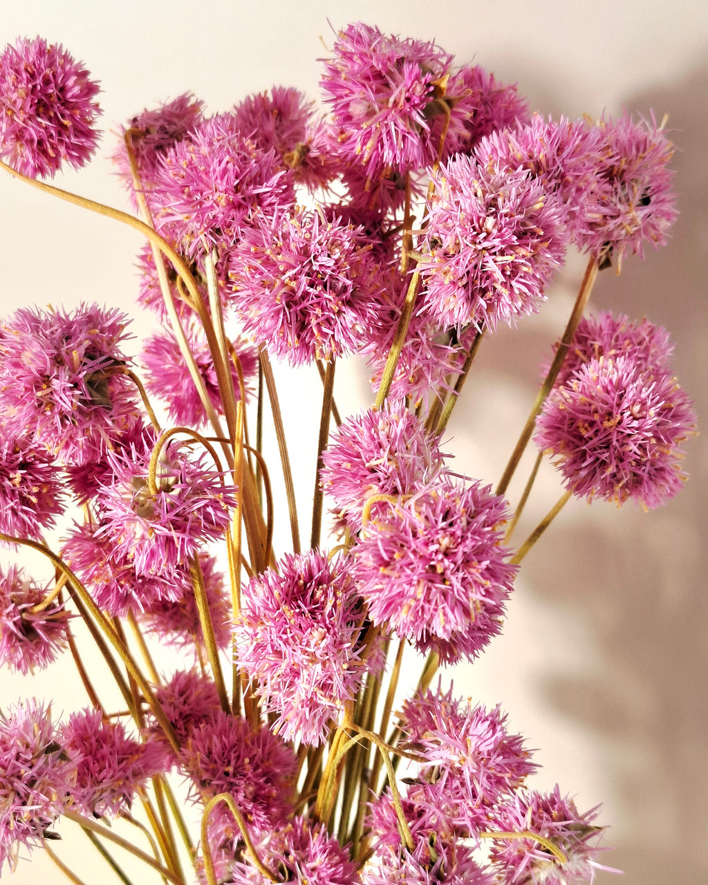Pink Gomphrena Stems