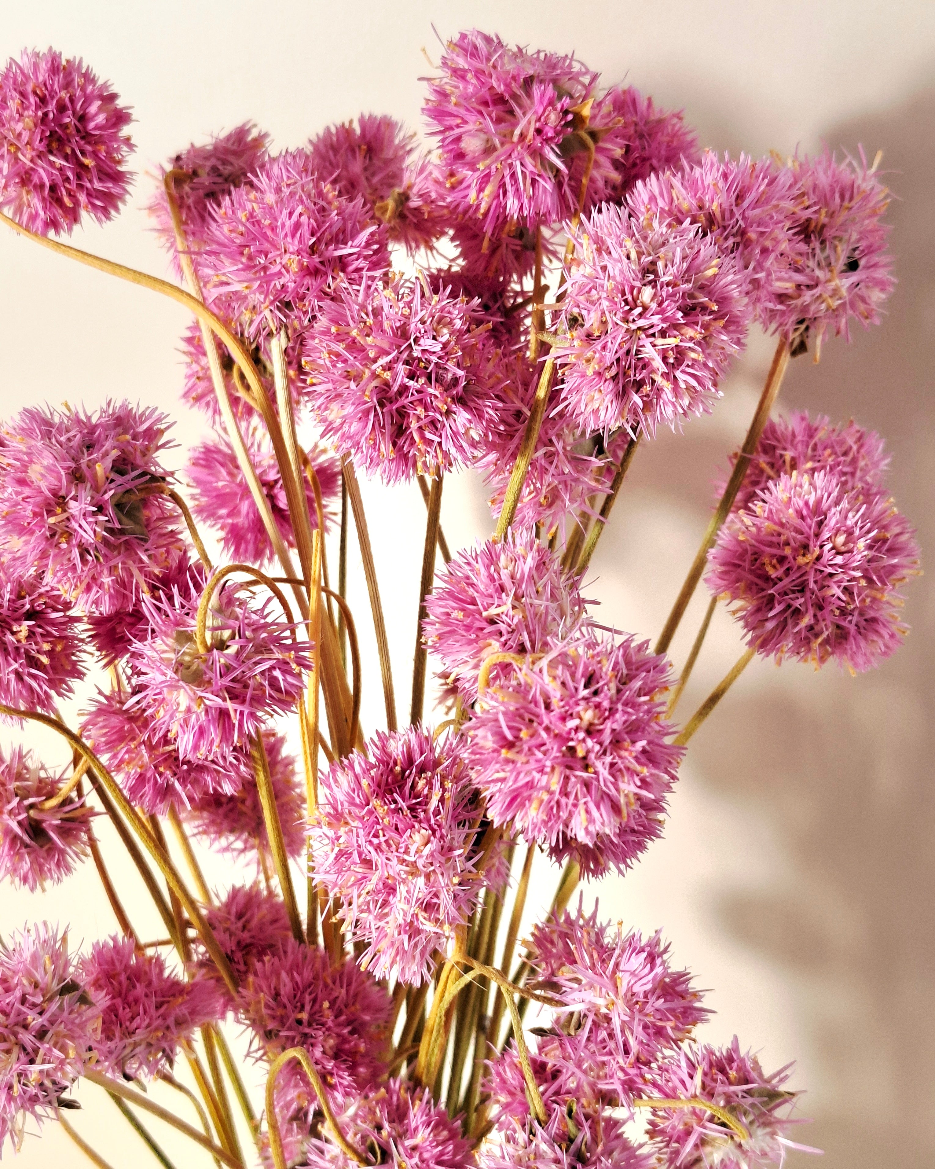 Pink Gomphrena Stems