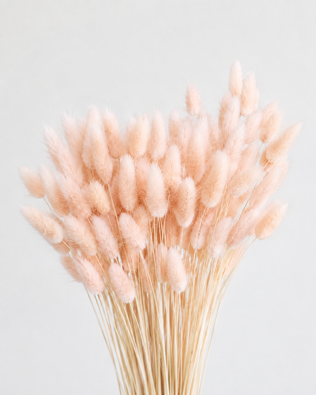 Porcelain pink
Bunny Tail Grass