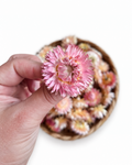 Close-up of a hand holding a soft pink dried Helichrysum flower head.
