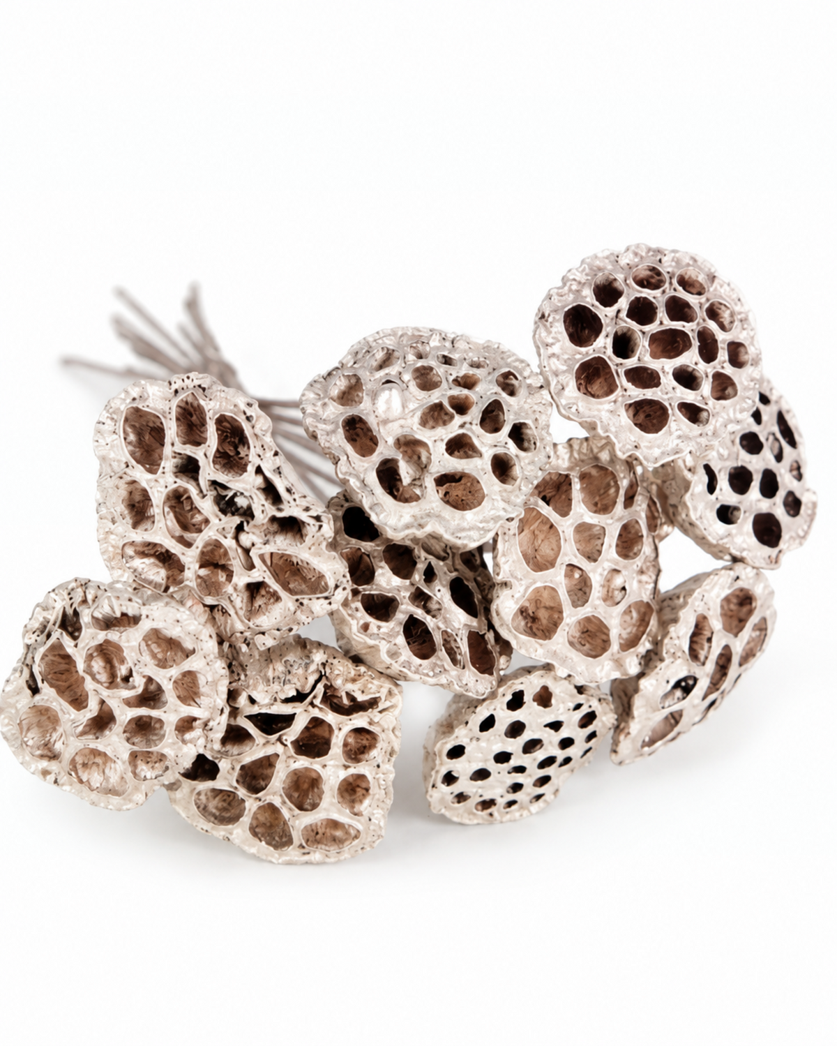 Top view showing natural seed head texture of warm gold dried lotus pods.
