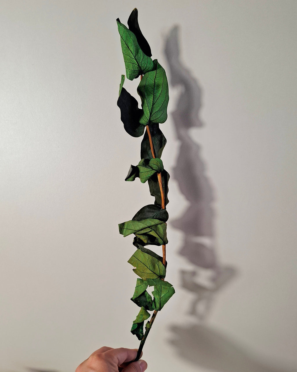 Preserved Green Foliage Branches