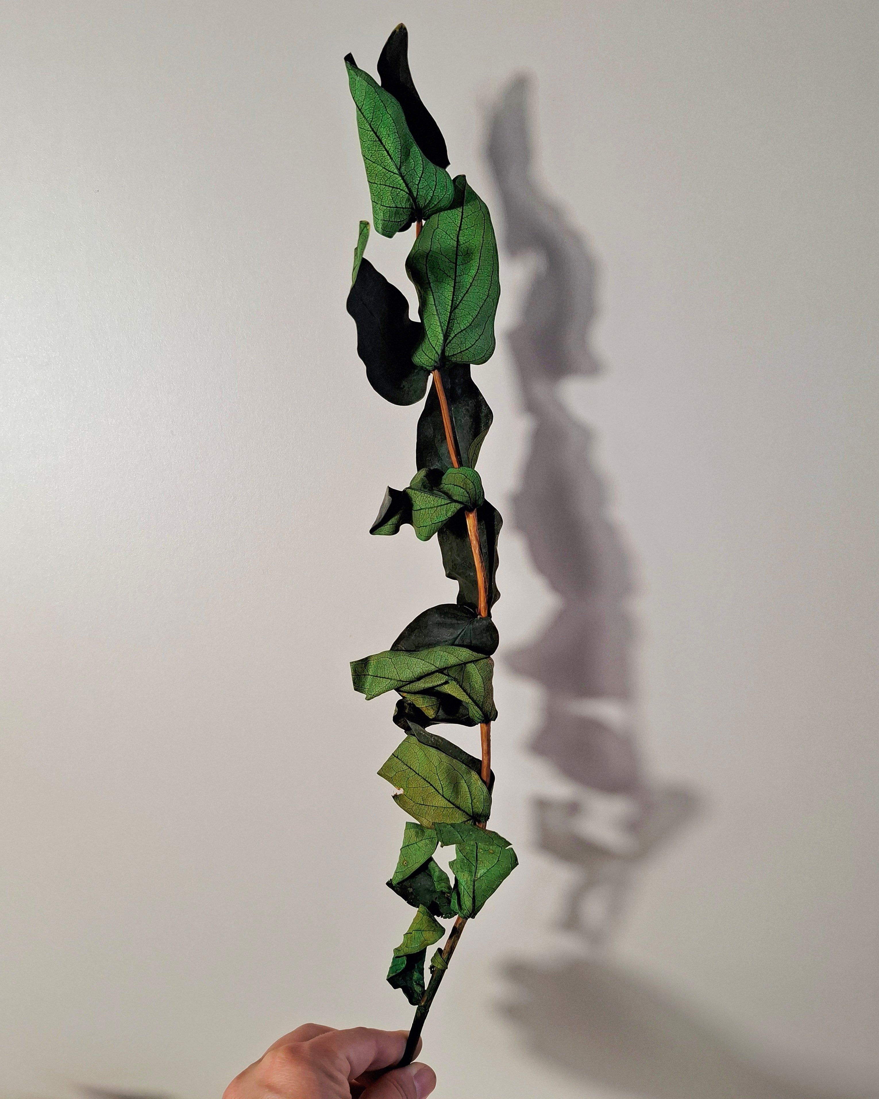 Preserved Green Foliage Branches