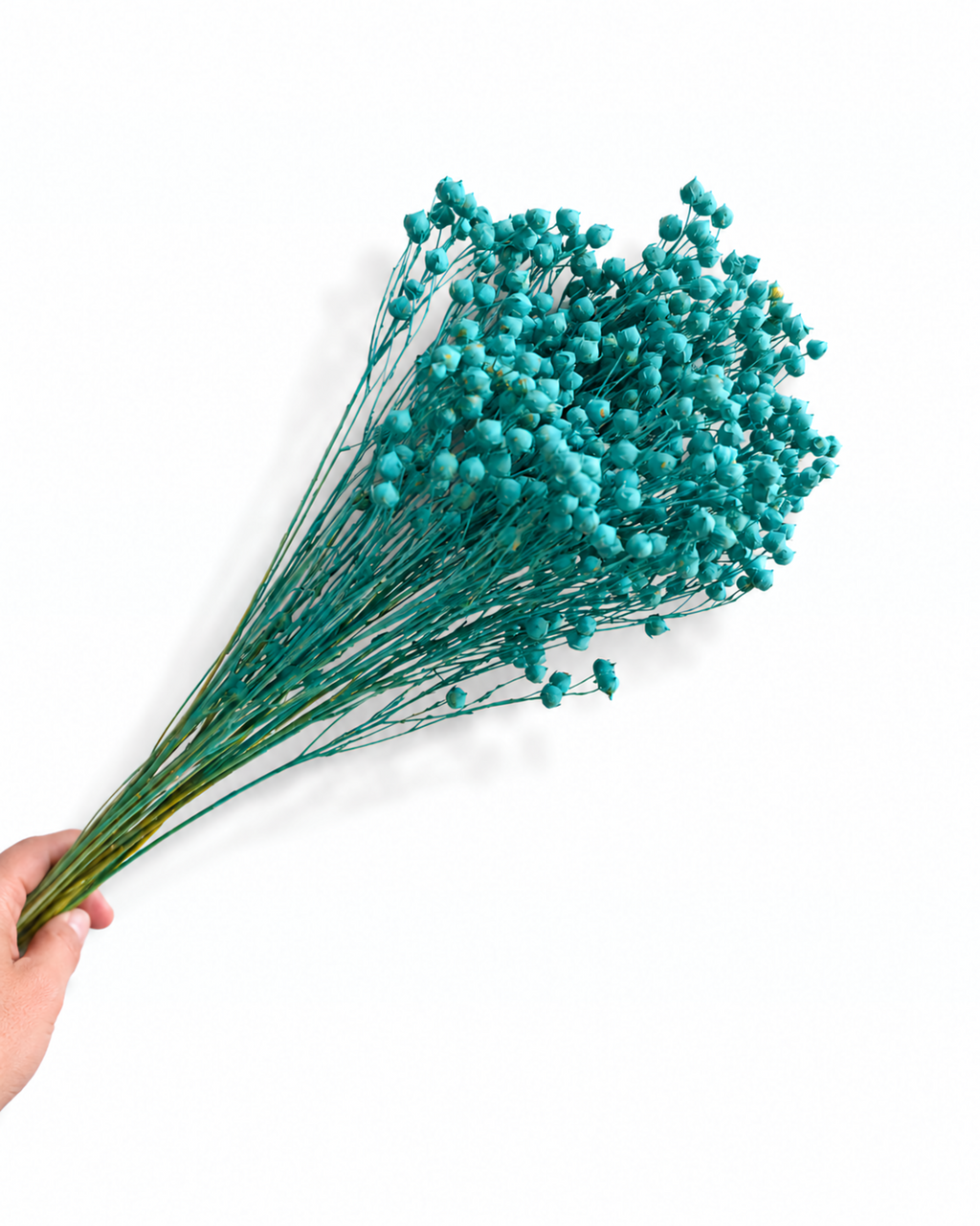 Soft and flexible stabilized turquoise Linum flower stems with tiny round seed pods, 50g bundle for coastal interior styling.
