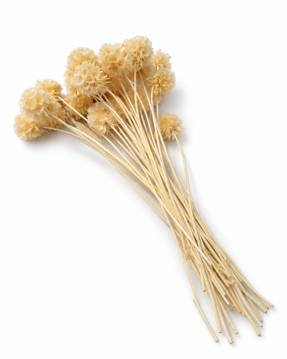 Bleached Preserved Scabiosa Stems - 15-17cm Starflower Pods (Bunch of 10)