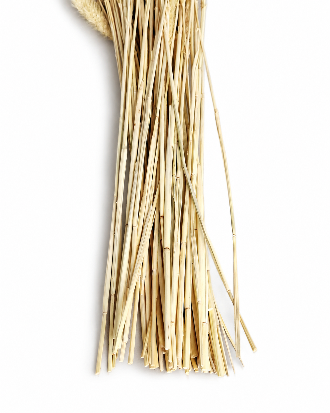 Natural Dried Cream Beige Setaria Stems - Foxtail Millet