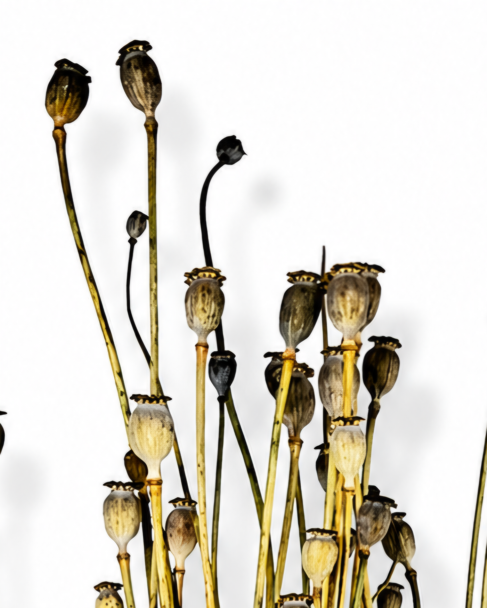 Natural Dried Poppy