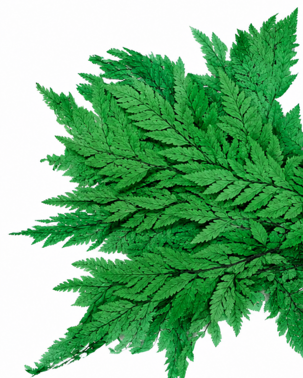 A close-up view of premium vibrant green naturally dried Leatherleaf Fern branches showing intricate details.
