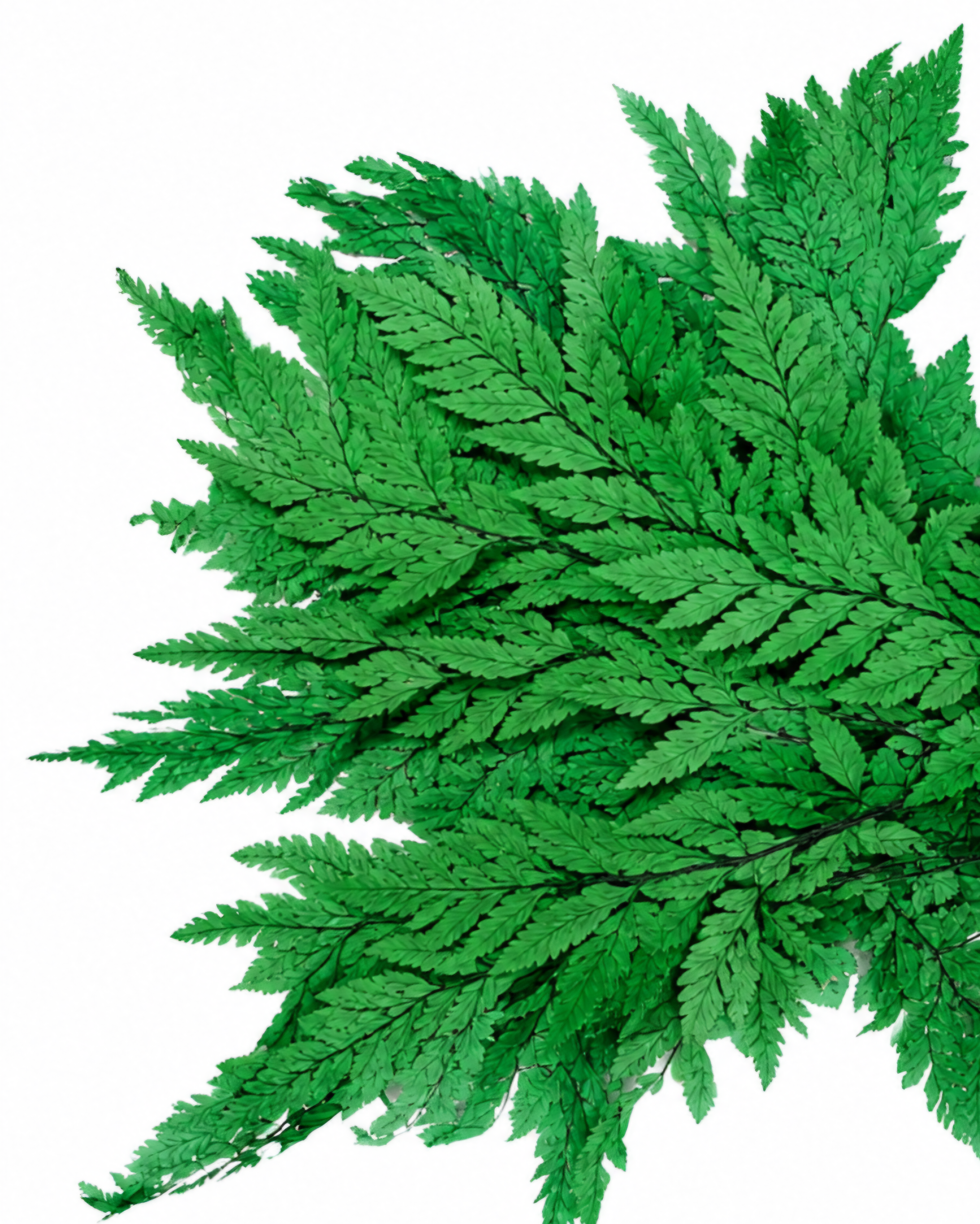 A close-up view of premium vibrant green naturally dried Leatherleaf Fern branches showing intricate details.
