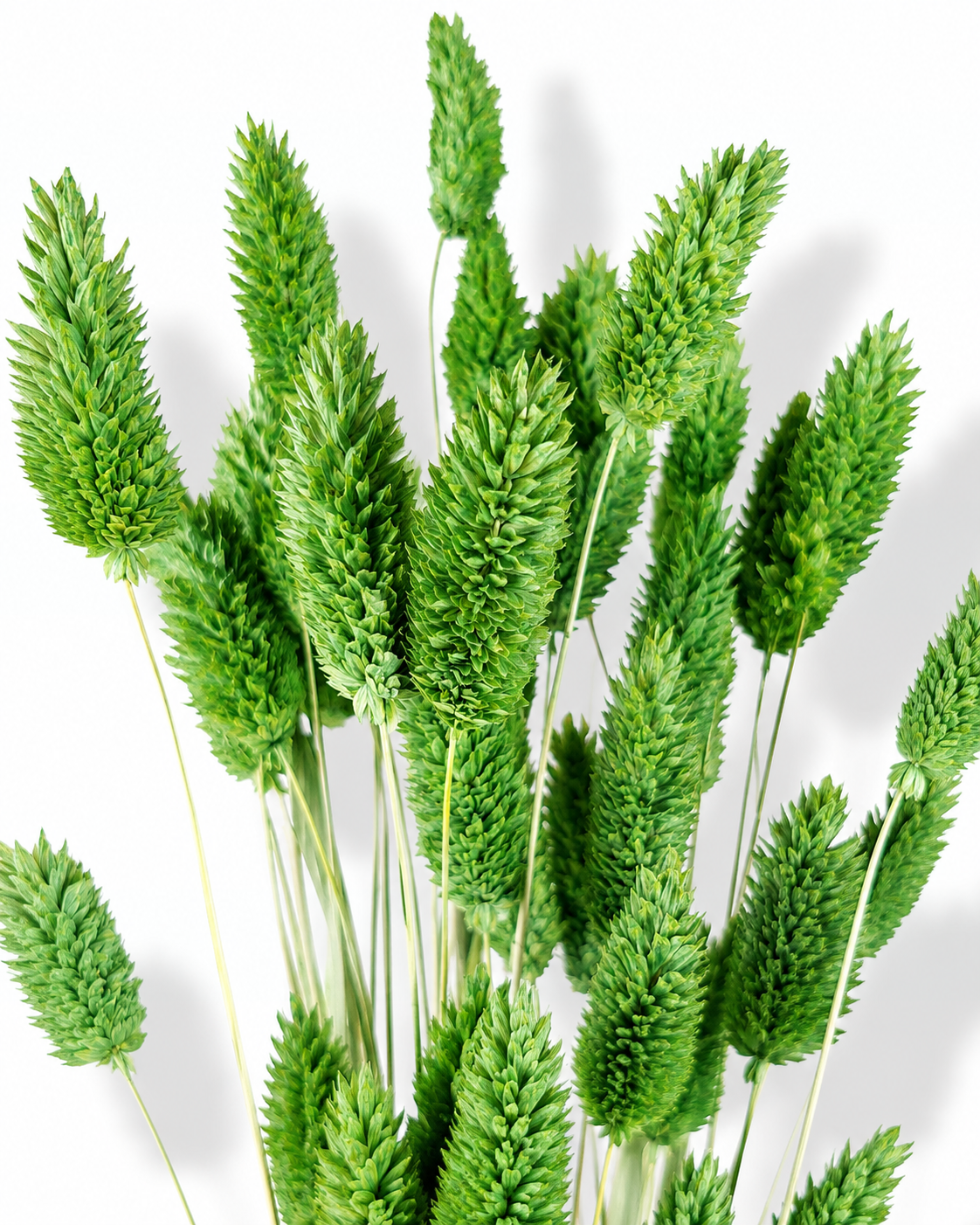 Preserved Emerald Green Phalaris Stems - Canary Grass