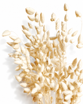 Premium bleached ivory white briza grass 50 stems bunch close up texture for wedding bouquets