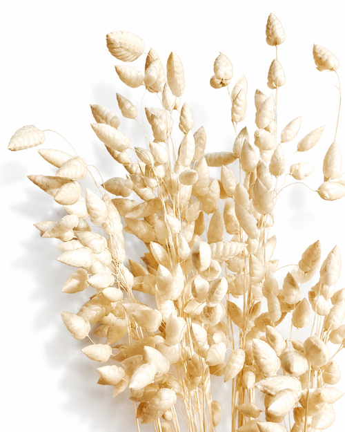 Premium bleached ivory white briza grass 50 stems bunch close up texture for wedding bouquets