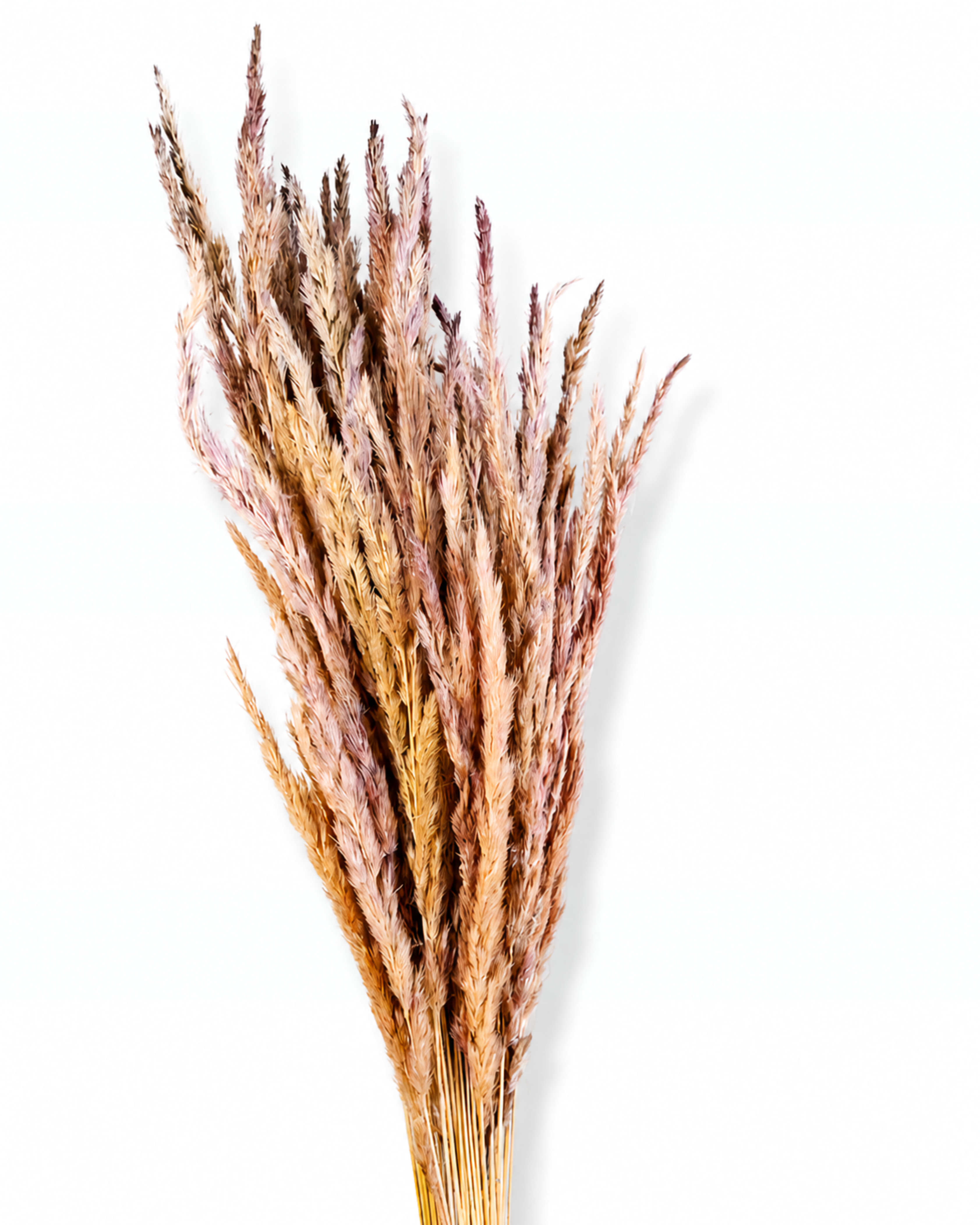 A bouquet of 50 dried beige-pink Calamagrostis stems standing upright, displaying their natural volume and soft pinkish-neutral shade on a white studio background.
