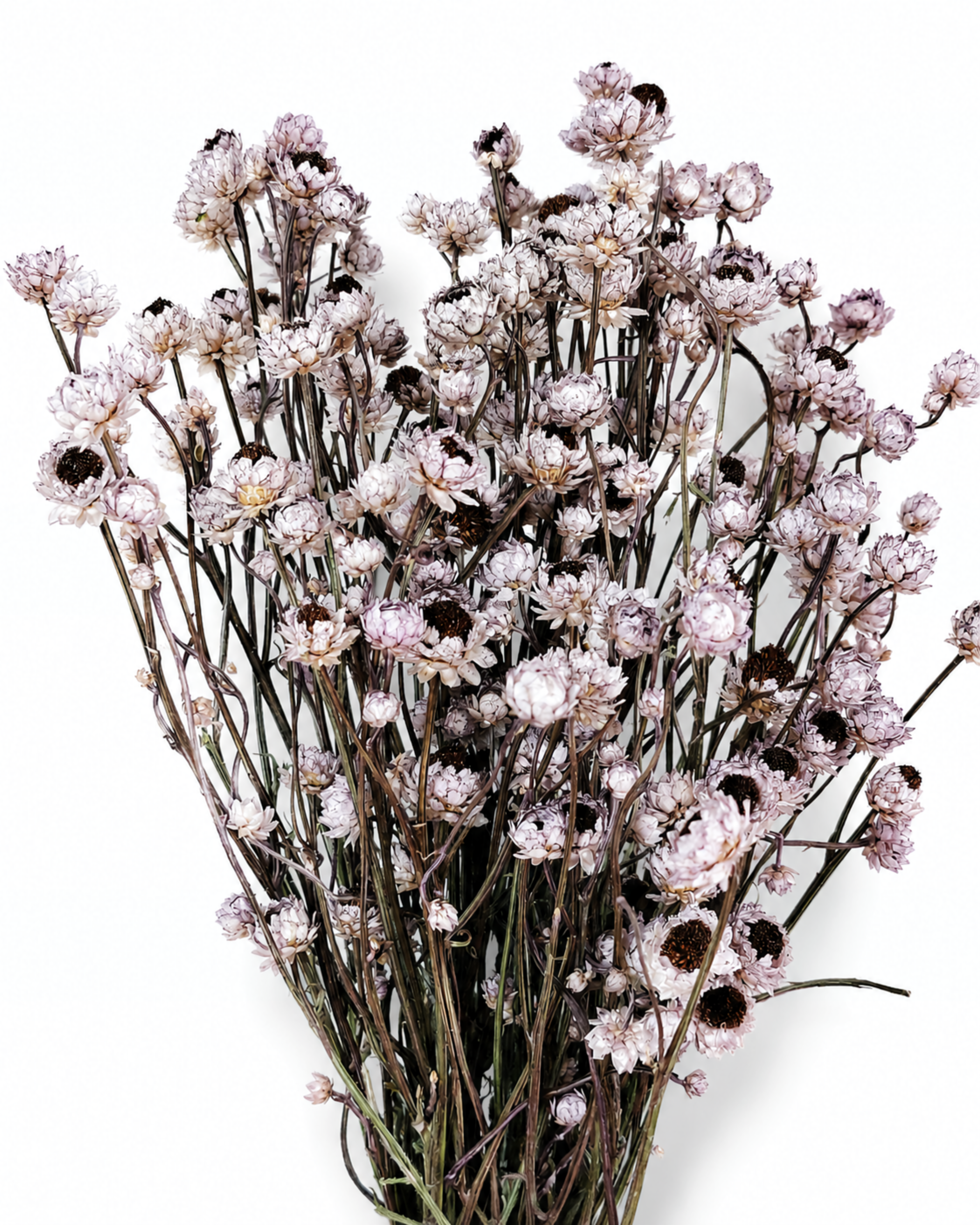Full bunch of muted purple ammobium everlasting flowers 50g for professional floral design and studio supply