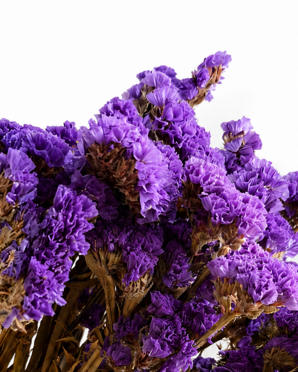 Deep Purple Statice Stems
