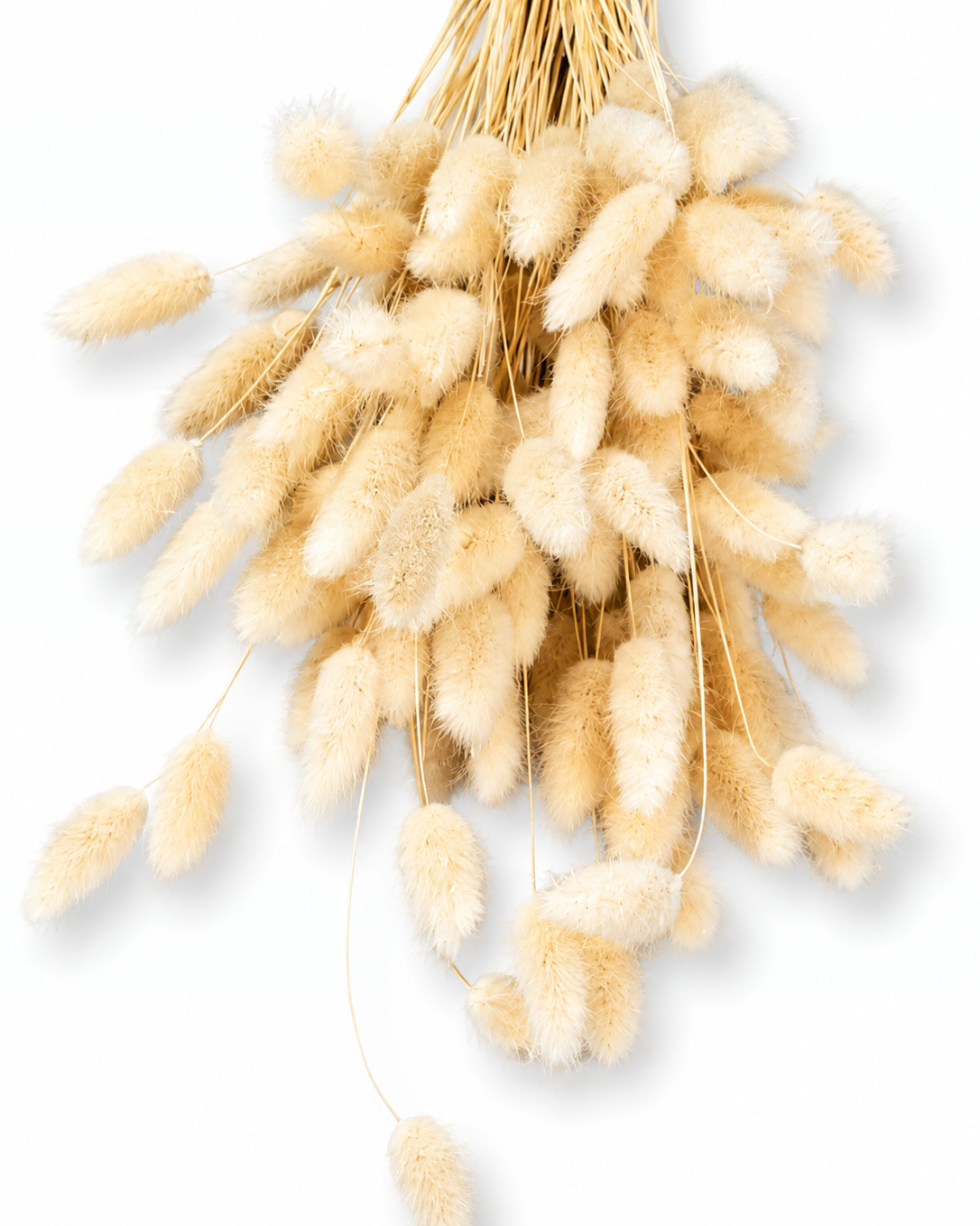 Wholesale bulk dried flowers natural beige lagurus stems for wedding arrangements Europe