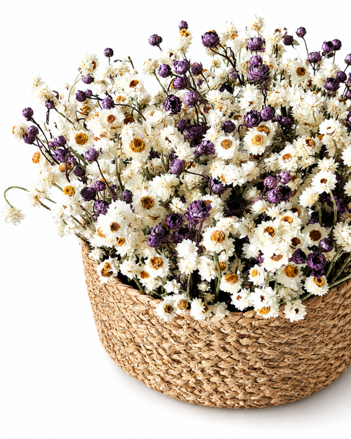 Ammobium & Lavender Basket