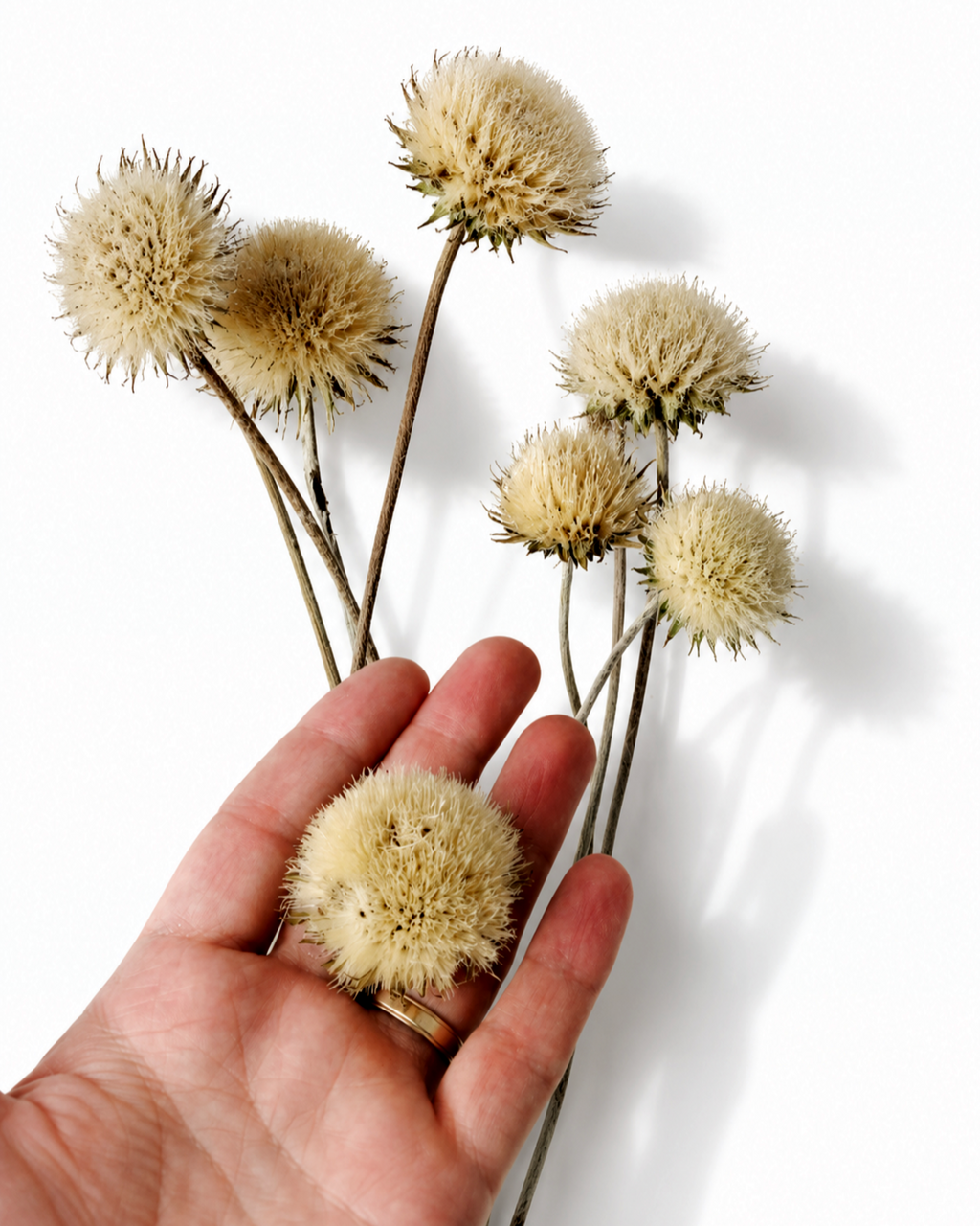 Natural Dried Thistle Stems