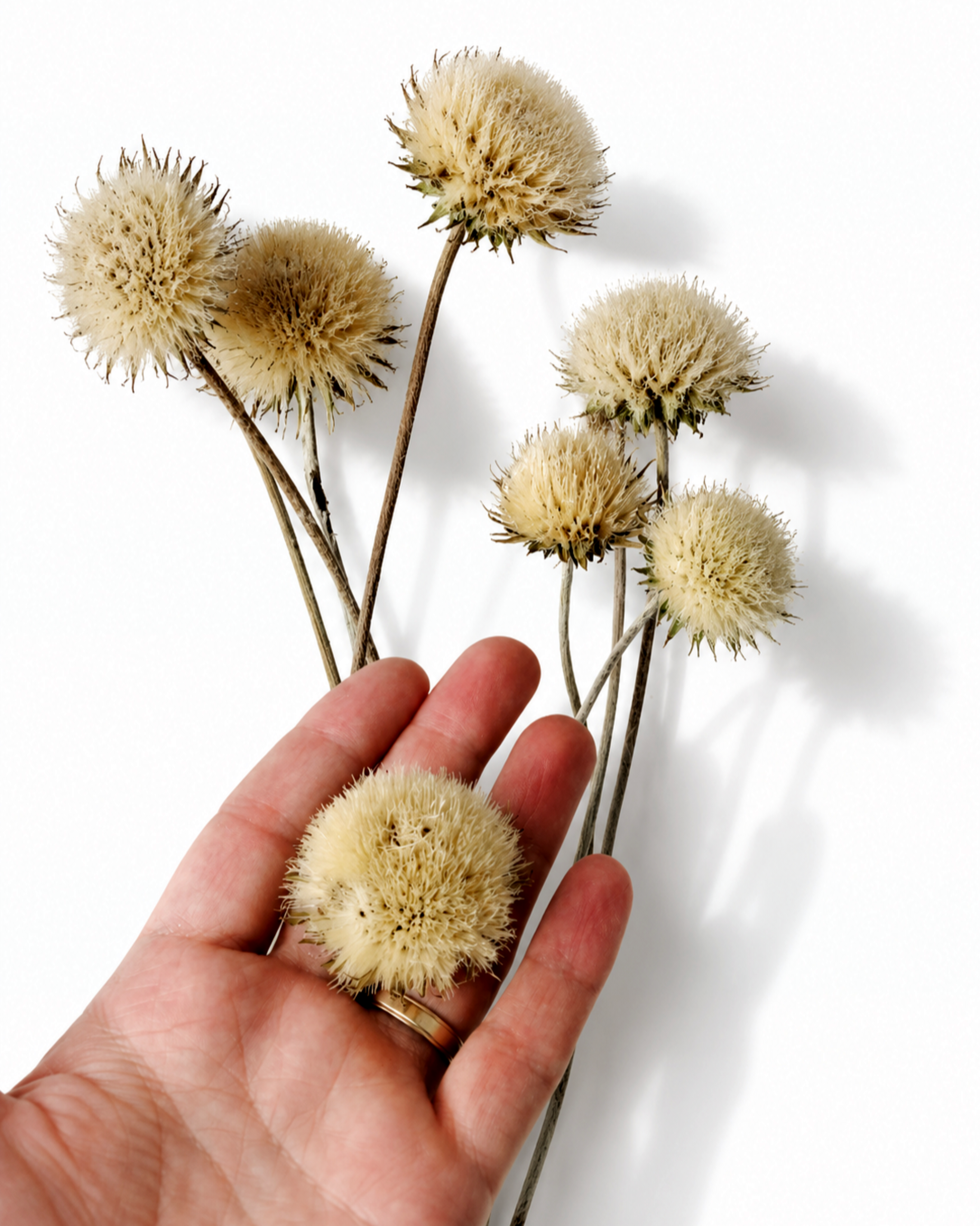 Natural Dried Thistle Stems
