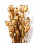 A uniform 20-stem bunch of natural dried Poppy Pod stems showing detailed round seed heads with crowns in a warm beige color.
