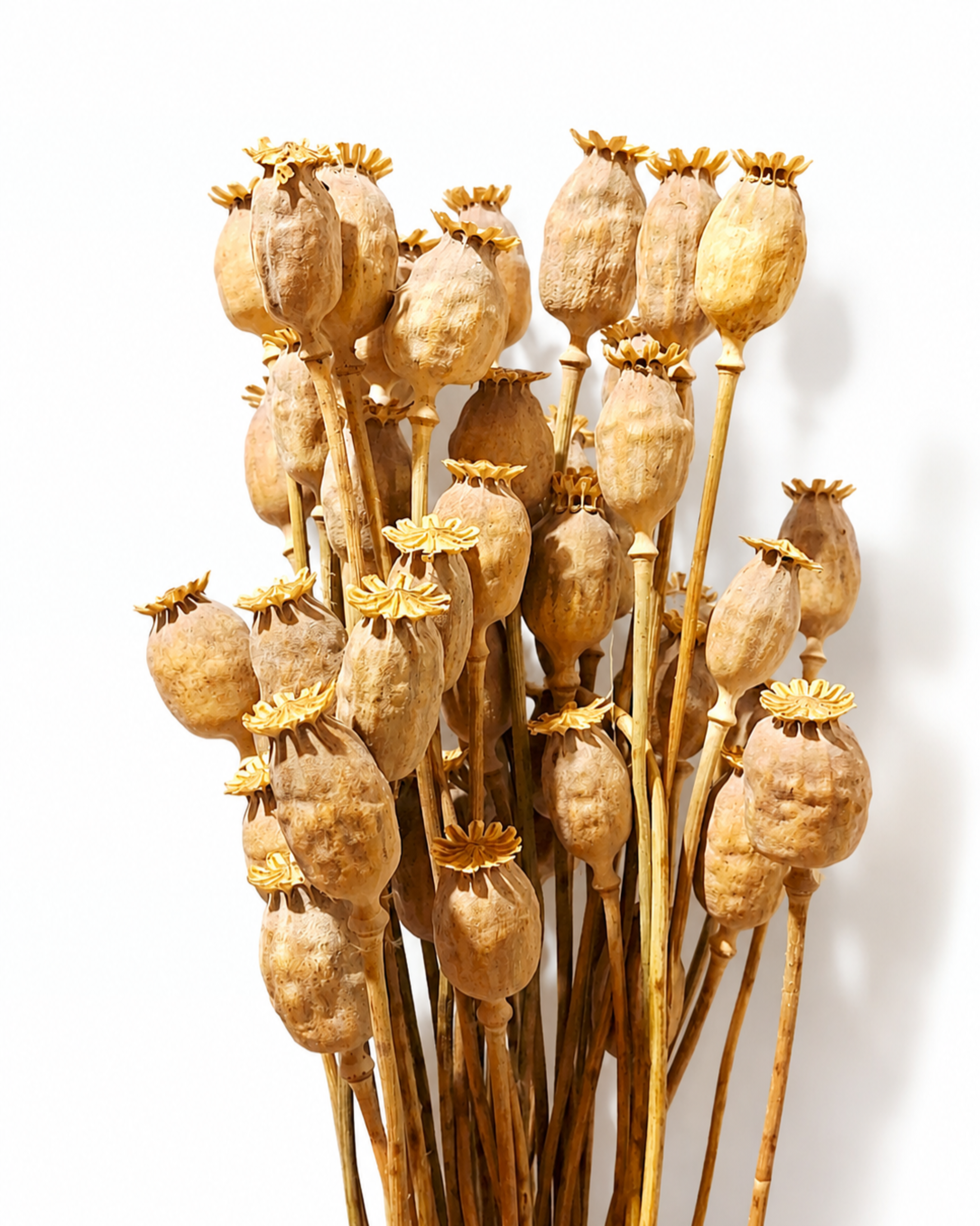 A uniform 20-stem bunch of natural dried Poppy Pod stems showing detailed round seed heads with crowns in a warm beige color.
