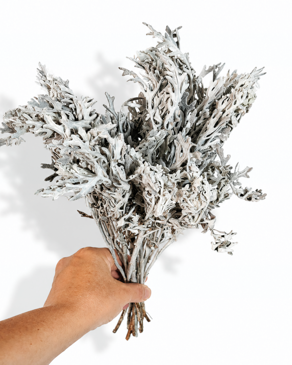 A full view of a 50g bunch of velvety silver cineraria stems held against white background
