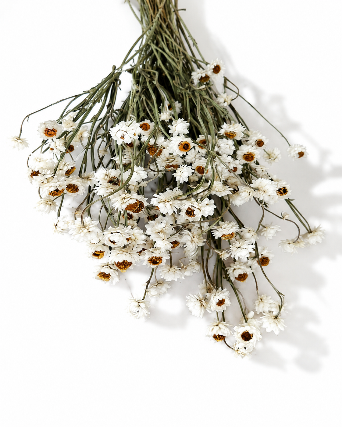 White Ammobium Stems