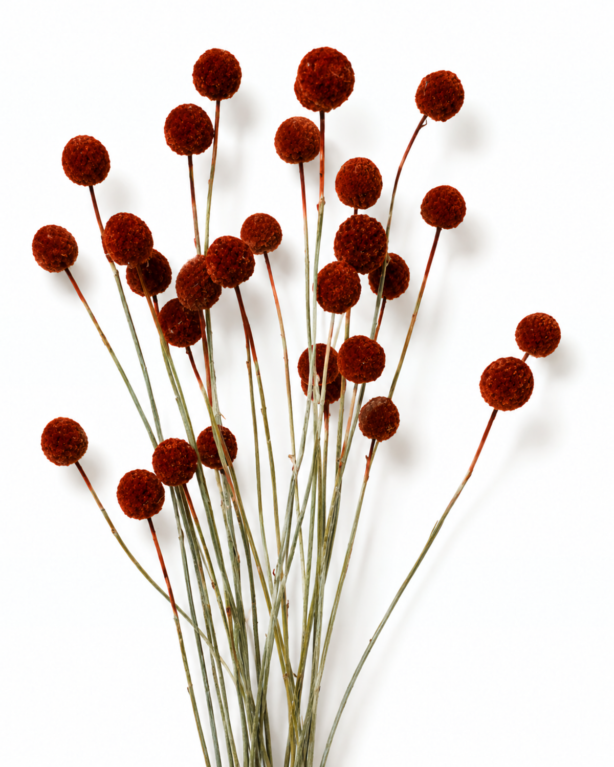 Dark Red Craspedia Stems