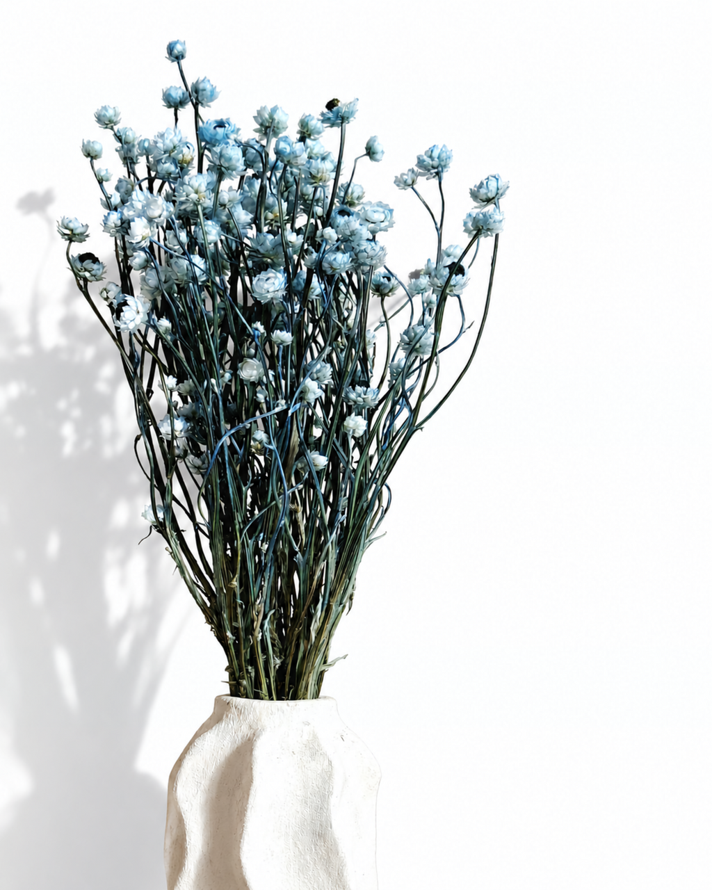 Medium shot of powder blue dried Ammobium flower heads with dark centers in a modern ceramic vase.
